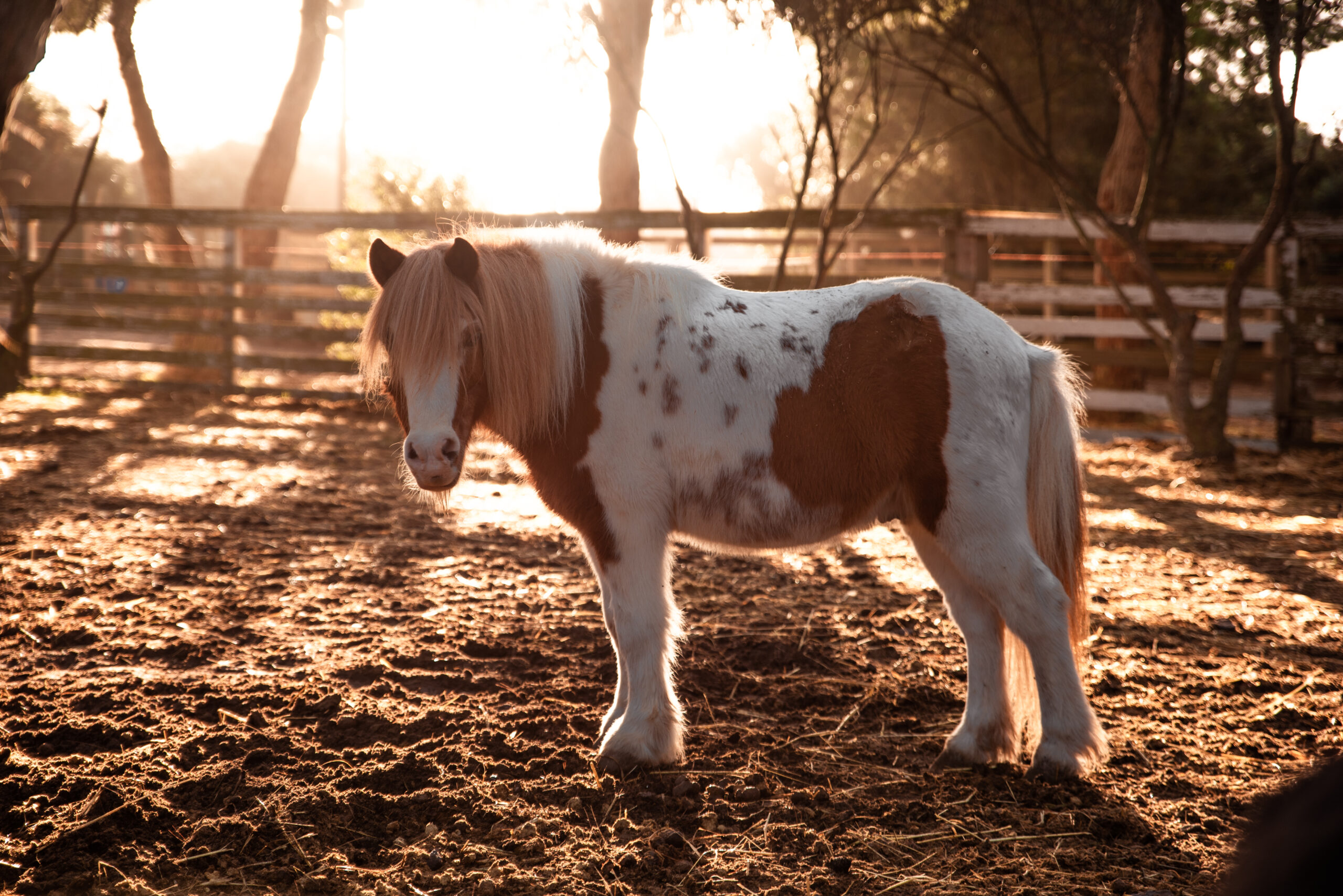 Poney du Carolina Ranch dans le paddock, lumière du matin